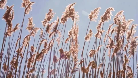 Fluffy Wheat looking Pampass Grass Stems Blowing in the Wind during Golden Hour Stock Footage 265296936
