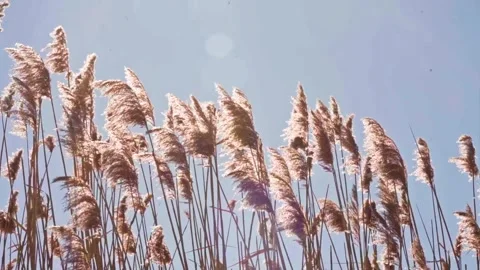 Fluffy Wheat looking Pampass Grass Stems Blowing in the Wind during Golden Hour Stock Footage 265296956