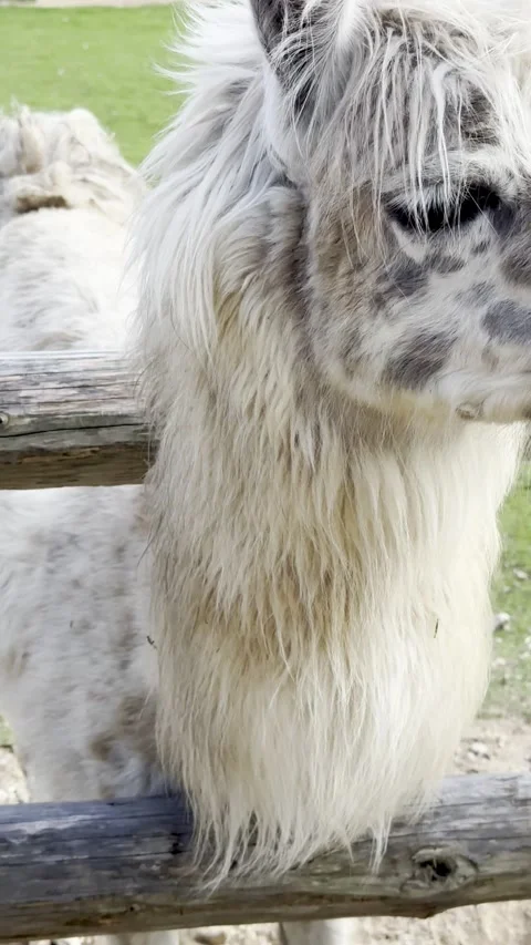 A fluffy white alpaca with dark spots being hand-fed and petted by a visitors. Video stock 345414036