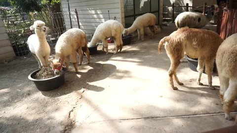 Fluffy White Alpaca with Hay Stock Footage 293100235