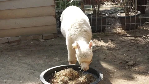 Fluffy White Alpaca with Hay Video stock 293100432
