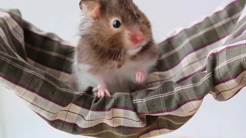 A fluffy white and black hamster is sitting on a hammock on a white background. Stock Footage 241262068