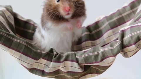 A fluffy white and black hamster in a hammock, stands up on its hind legs. Stock Footage 242525959