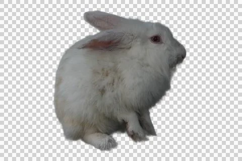 Fluffy white Angora rabbit suitable for pet care and grooming businesses, Stock Photos