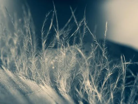 Fluffy white bird feather texture close up. Abstract pattern used as a beauti Stock Photos