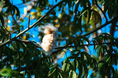 A fluffy white bird is perched on a tree branch Stock Photos