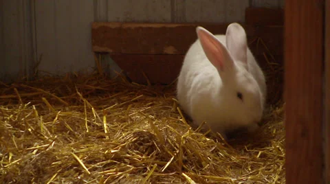 Fluffy White Bunny Rabbit Stock Footage 27510886
