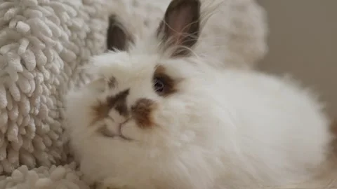 Fluffy white bunny rests on soft, cozy blanket Stock Footage 342190662