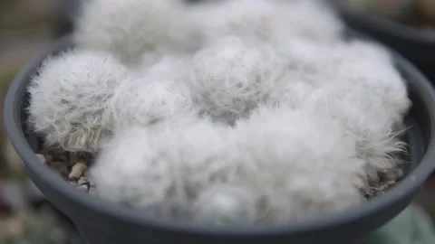 Fluffy White Cacti Grouped in a Black Pot Stock Footage 271366312