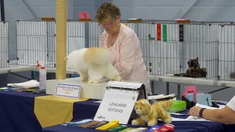 A fluffy white cat being judged at cat show Stock Footage 80393346
