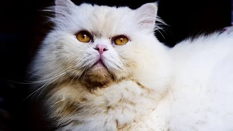 Fluffy white cat closeup Stock Footage 99296605