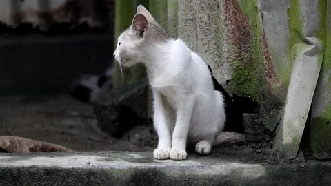 A fluffy white cat curiously explores village homestead. Adorable kitten footage Stock Footage 320588039