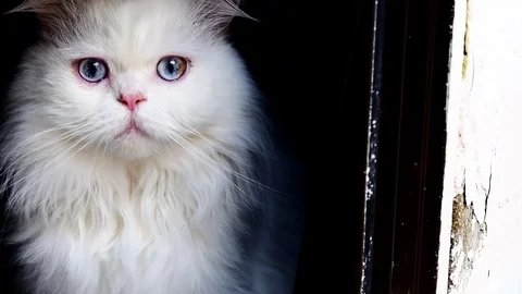 Fluffy white cat Stockbeeldmateriaal 99226676