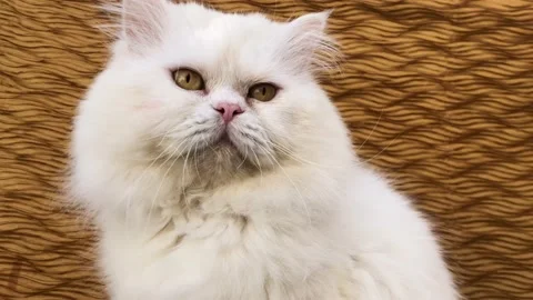 Fluffy white cat Stock Footage 170888345