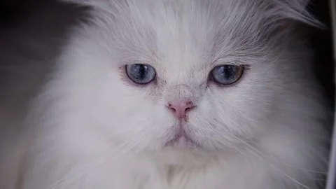 Fluffy white cat Stock Footage 170906215