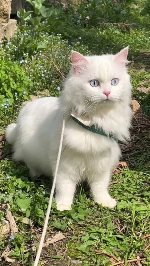 Fluffy white cat Vidéo 332452079