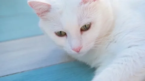 Fluffy white cat lies on the floor. Cat enjoys relaxation. Stock Footage 154659092