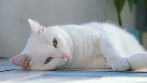 Fluffy white cat lies on the floor. Cat enjoys relaxation. Stock Footage 154659099