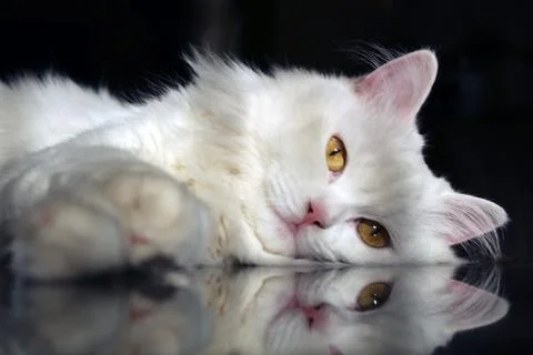 Fluffy White Cat looking at the camera  Stock Photos