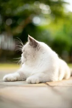 Fluffy white cat looking to the side Stock Photos