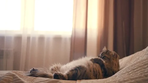 A fluffy white cat is lying on his back in bed and is watching. HD, 1920x1080 Stock Footage 85783319