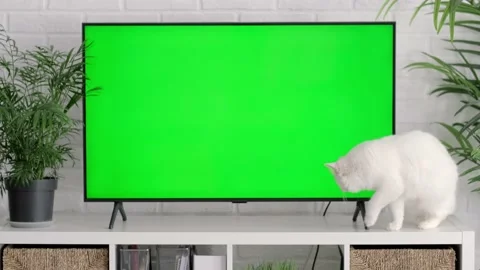 Fluffy white cat lying, sitting, walking, sleeping, relaxing near big TV with Stock Footage 217679006