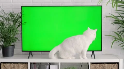 Fluffy white cat lying, sitting, walking, sleeping, relaxing near big TV with Stock Footage 218987382