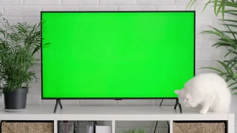 Fluffy white cat lying, sitting, walking, sleeping, relaxing near big TV with Stock Footage 218989301