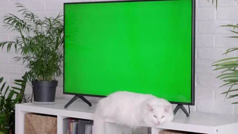 Fluffy white cat lying, sitting, walking, sleeping, relaxing near big TV with Stock Footage 220934941