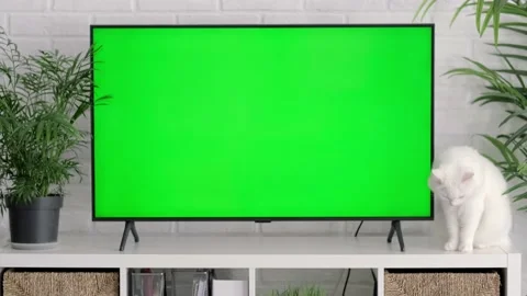 Fluffy white cat lying, sitting, walking, sleeping, relaxing near big TV with Stock Footage 220940011