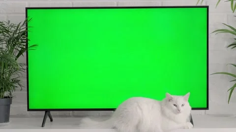 Fluffy white cat lying, sitting, walking, sleeping, relaxing near big TV with Stock Footage 236112728