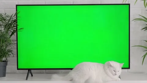 Fluffy white cat lying, sitting, walking, sleeping, relaxing near big TV with Stock Footage 236426066