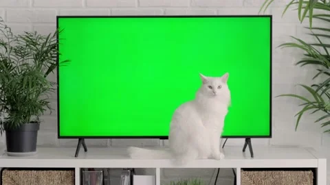 Fluffy white cat lying, sitting, walking, sleeping, relaxing near big TV with Stock Footage 236864612