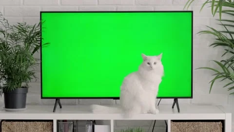 Fluffy white cat lying, sitting, walking, sleeping, relaxing near big TV with Stock Footage 237400365