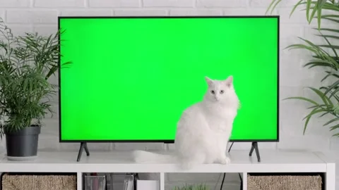 Fluffy white cat lying, sitting, walking, sleeping, relaxing near big TV with Stock Footage 238702701