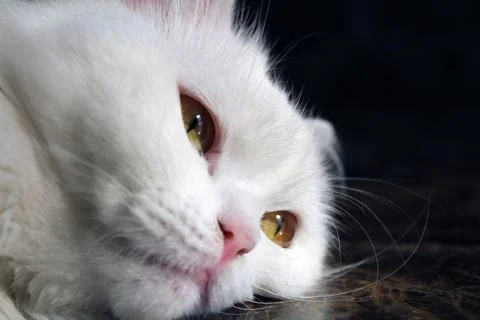 Fluffy White Cat Lying on Table Looking at Camera – Close-Up Portrait Foto stock