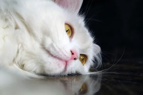 Fluffy White Cat Lying on Table Looking at Camera – Close-Up Portrait Stock Photos