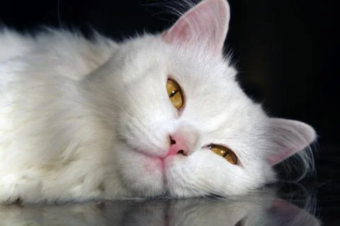 Fluffy White Cat Lying on Table Looking at Camera – Close-Up Portrait Foto stock