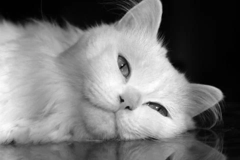 Fluffy White Cat Lying on Table Looking at Camera – Close-Up Portrait Foto stock