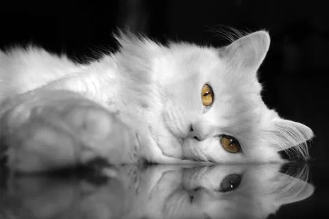Fluffy White Cat Lying on Table Looking at Camera – Close-Up Portrait Foto stock