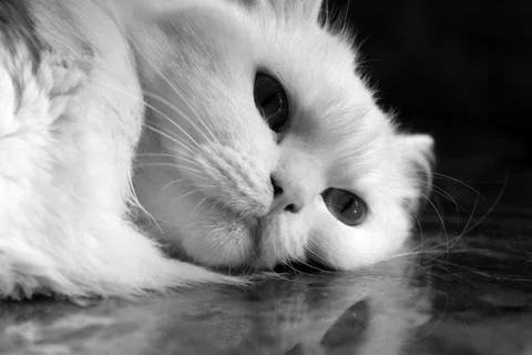Fluffy White Cat Lying on Table Looking at Camera – Close-Up Portrait Stock Photos