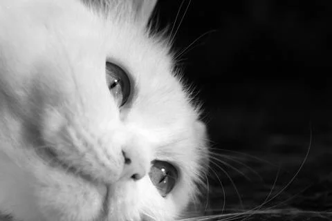 Fluffy White Cat Stock Photos