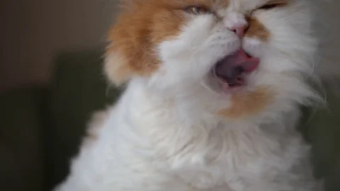 Fluffy white cat with red spots washes and licks, long mustache Video stock 128410271