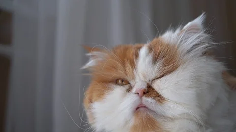 Fluffy white cat with red spots and a long mustache looks around Stock-Footage 128410420