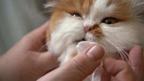 Fluffy white cat with red spots wash their eyes with a cotton pad Stock-Footage 128410430