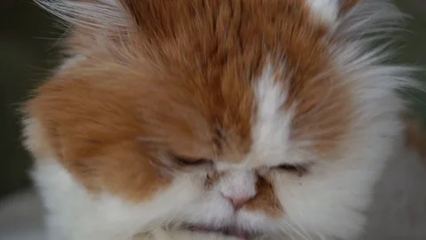 Fluffy white cat with red spots washes and licks, long mustache 스톡 동영상 128410436
