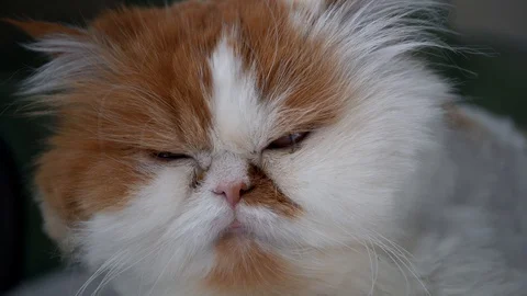 Fluffy white cat with red spots blinks, long mustache Stock-Footage 128410595