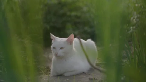 Fluffy White Cat Resting Alertly on Path Surrounded by Lush Green Grass Stockbeeldmateriaal 335138654