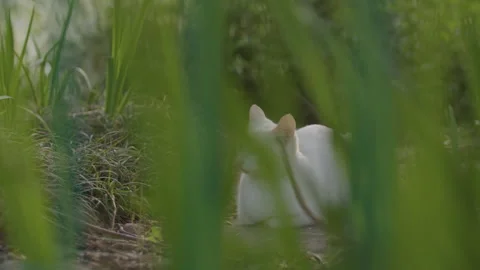 Fluffy White Cat Resting on Dirt Path in Tall Green Grass Vidéo 335138538