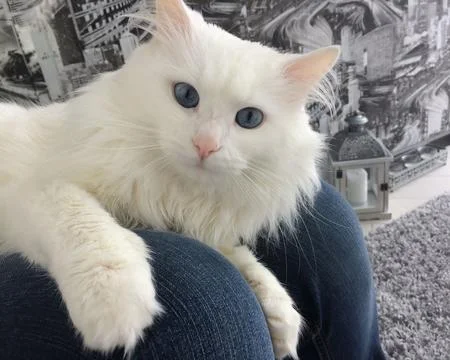 Fluffy white cat sits on the lap of a man in jeans Stock Photos